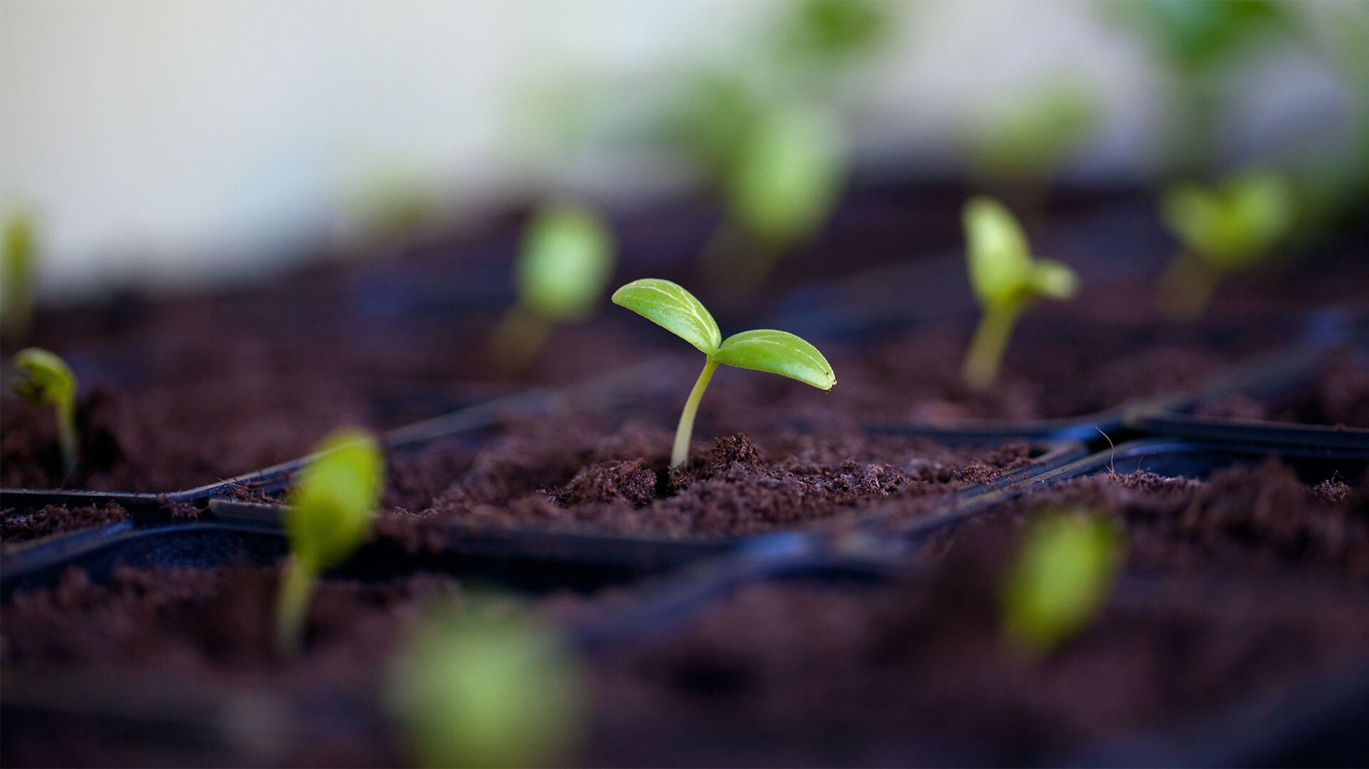 German Biochar e.V.