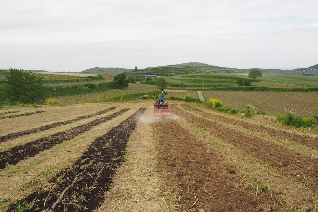 Pflanzenkohle im Weinbau